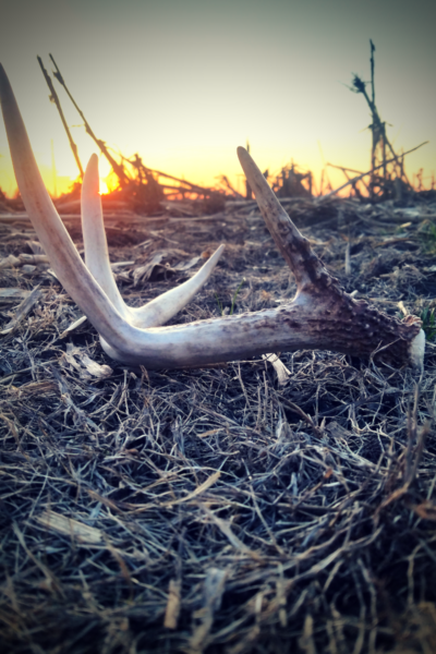 Whitetail Antler Growth – More Than The Hunt